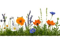 Colorful wildflowers border with orange poppies, blue anemones, white daisies and purple lavender growing in grass on white background, isolated floral design element.