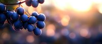 Fresh ripe dark blue grapes on grapevine at sunset with soft bokeh background in warm golden light, macro close up view for wine and harvest concept.