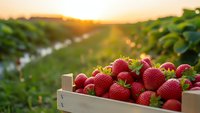Fresh ripe strawberries in wooden crate at organic farm during golden hour sunset with agricultural field rows in soft focus background for harvest concept.