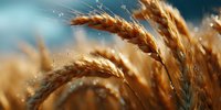 Golden wheat ears against blurred turquoise sky background with magical sparkles and bokeh lights, close-up view of ripe cereal crop in sunlight.
