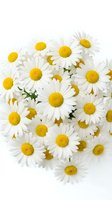Fresh white daisy flowers with bright yellow centers arranged on clean white background for spring designs and natural botanical projects.