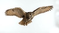 Brown owl in flight with wings spread wide, isolated on white background, ready for design projects, educational materials, and wildlife illustrations.