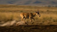 Saiga antelope running across steppe grassland during golden hour with motion blur effect capturing speed and movement in natural habitat.