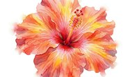 Vibrant coral and yellow hibiscus flower with delicate petals and prominent stamen isolated on white background for tropical design projects.