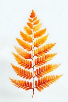 Vibrant orange autumn fern leaf with delicate fronds on white background, perfect for seasonal designs and nature-inspired projects.