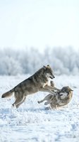 Two gray wolves playing and leaping in snowy winter landscape with frosted forest background. Wildlife behavior and interaction in natural habitat during cold season.