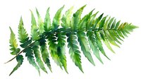 Watercolor fern leaf with detailed green fronds and natural gradient shading, botanical art style on white background, isolated for nature-themed designs.