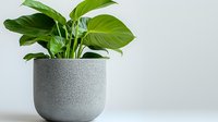 Minimalist potted Monstera plant in modern gray concrete planter against white wall, fresh green leaves creating natural home decor element.