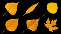 Autumn yellow and orange fall leaves isolated on transparent background, ready for t-shirt design, clipart, stickers, sublimation and print-on-demand projects.