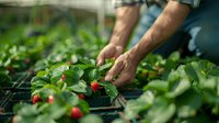 Fresh strawberries being harvested by farmer hands in greenhouse garden. Close up view of organic berry picking process showing ripe red fruit and green leaves.