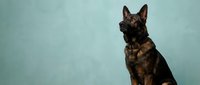 German Shepherd dog sitting against blue background wearing black harness. Professional pet portrait for training, security, and canine photography projects.