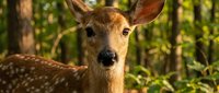 Young spotted deer fawn with alert expression in natural forest habitat during golden hour sunlight for wildlife photography and nature conservation projects.