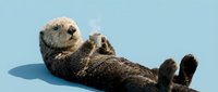 Sea otter floating on back against blue background, isolated wildlife animal portrait for design and editorial use.