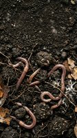 Earthworms crawling through rich, dark soil with organic matter and decomposing leaves, ideal for agriculture, gardening, composting, and environmental education projects.