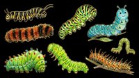 Caterpillar collection isolated on transparent background, ready for t-shirt design, clipart, stickers, sublimation and print-on-demand products.