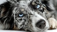 Australian shepherd dog with blue eyes lying down close-up portrait showing merle coat pattern and expressive face for pet care and animal photography.