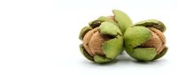 Walnuts in green husks isolated on white background, ready for design use on packaging, culinary websites, and educational materials about nuts and healthy foods.