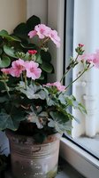 Pink geranium flowers blooming in vintage ceramic pot on windowsill, with soft natural lighting highlighting delicate petals against dark green foliage.