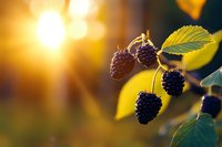 Fresh ripe blackberries hanging on branch with green leaves in warm golden sunlight during summer harvest season for healthy organic fruit concepts.