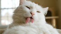 White fluffy cat with tongue out, playful and silly expression, domestic pet relaxing indoors with natural light.