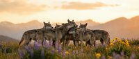 Wolf pack gathering in mountain wilderness during golden hour sunset with purple wildflowers and dramatic sky creating peaceful wildlife scene.