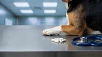 German Shepherd dog lying on veterinary examination table with stethoscope and pills in modern clinic for pet healthcare and medical treatment.