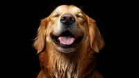Happy golden retriever dog with closed eyes and wide smile against black background, showing joyful expression and friendly demeanor. Isolated portrait for pet-related designs.