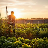 Male farmer working in organic vegetable garden at golden hour sunset, tending to fresh crops and plants in sustainable agriculture field.