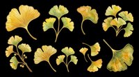 Ginkgo leaf collection in golden and green tones, isolated on transparent background. Great for t-shirt design, stickers, sublimation, clipart, and print on demand projects.