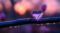 Crystal clear water droplet forms heart shape on dark branch against purple and orange bokeh background, capturing romantic nature macro photography.