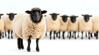 Flock of Suffolk sheep with one sheep in focus standing out from group on white snowy background, black face and legs contrast with cream wool coat.