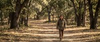 Young woman walking alone on peaceful tree-lined dirt path in autumn forest with golden sunlight filtering through canopy creating serene outdoor atmosphere.