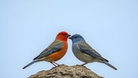 Two colorful songbirds perched together on rock against clear sky, displaying natural wildlife behavior and romantic bird pair interaction.