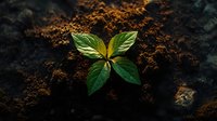Young green seedling growing from rich dark soil in dramatic lighting, symbolizing new beginnings, growth, and environmental sustainability.