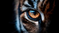 Extreme close-up macro shot of feline amber eye with detailed iris pattern and fur texture against dark background, showing mysterious predator nature.