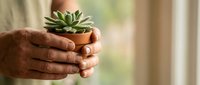 Hands gently holding small potted succulent plant in terracotta pot, perfect for home decor, gardening and plant care concepts with soft natural lighting.