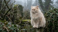 Fluffy cream-colored cat sitting on wooden fence in misty forest garden surrounded by bare branches and green moss-covered vegetation.