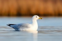 White seagull with yellow beak floating on calm blue water against blurred golden reeds background, creating serene coastal atmosphere.
