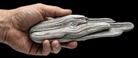 Hand holding weathered driftwood piece isolated on transparent background, ready for design use in clipart, print-on-demand products, t-shirt designs, stickers, and sublimation projects.
