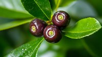 Fresh ripe dark purple berries growing on branch with green leaves in natural environment, macro shot showing texture and details of wild fruit.
