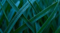 Macro shot of grass blades with water droplets and frost, showcasing natural textures and cool tones for botanical and nature backgrounds.