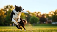 Black and white dog jumping and running through grass field outdoors, suitable for pet, animal behavior, and lifestyle content.