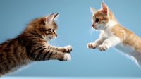 Two playful kittens jumping and reaching towards each other with extended paws against blue background, one striped brown tabby and one cream colored, showing dynamic motion.