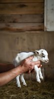 Adult male farmer holding young white goat kid in barn setting. Animal husbandry, livestock care, and agricultural work concept for farming industry.