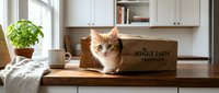 Ginger and white cat sitting in cardboard box on wooden desk in bright kitchen with white cabinets and potted plant, domestic pet lifestyle scene.