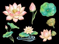 Watercolor lotus flowers and lily pads isolated on transparent background. Botanical design elements ready for t-shirts, clipart, stickers, sublimation, and print-on-demand products.