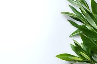 Fresh green olive branches with leaves isolated on white background, natural organic design element for Mediterranean cuisine and wellness concepts.