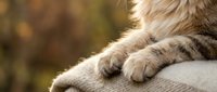 Relaxed tabby cat paws resting on soft blanket with warm sunlight creating cozy atmosphere for pet care and comfort themes.