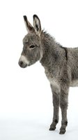 Young gray donkey foal standing in profile on white background, isolated farm animal ready for design projects and educational materials.