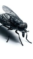 Macro shot of a black fly with detailed wings and large compound eyes on white background, suitable for scientific and educational materials.
